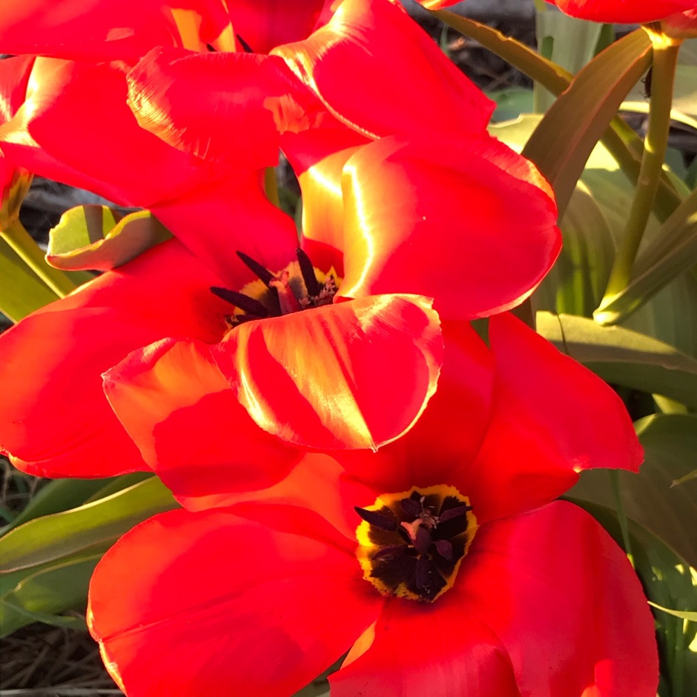 Meet your Posher, Tessa